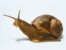Schnecke
